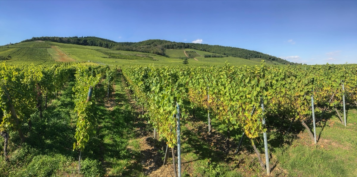 Le Riesling alsacien : grand cépage blanc du nord