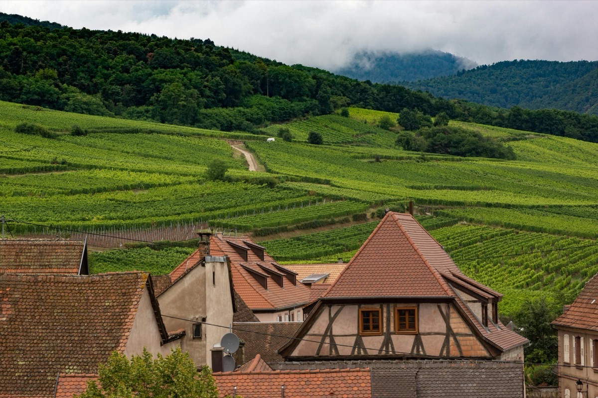 La route des vins d'Alsace : de Marlenheim à Thann