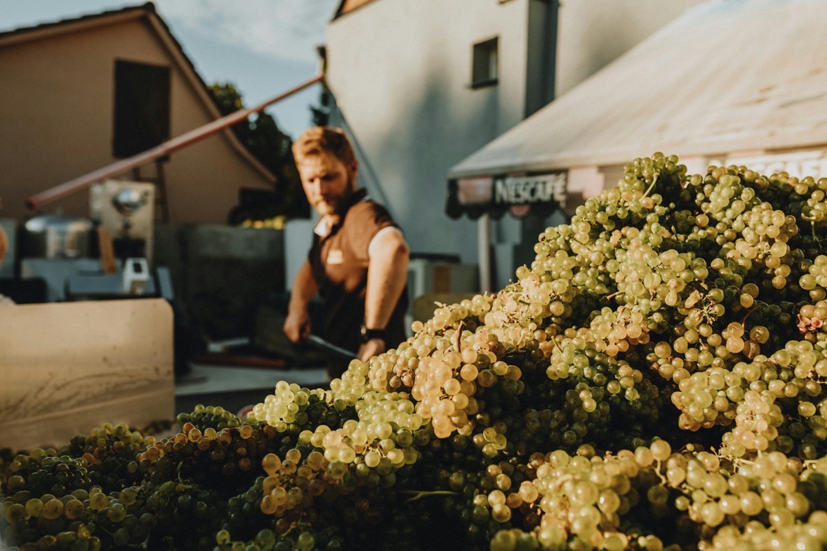 Vendanges : comment participer en tant que bénévole