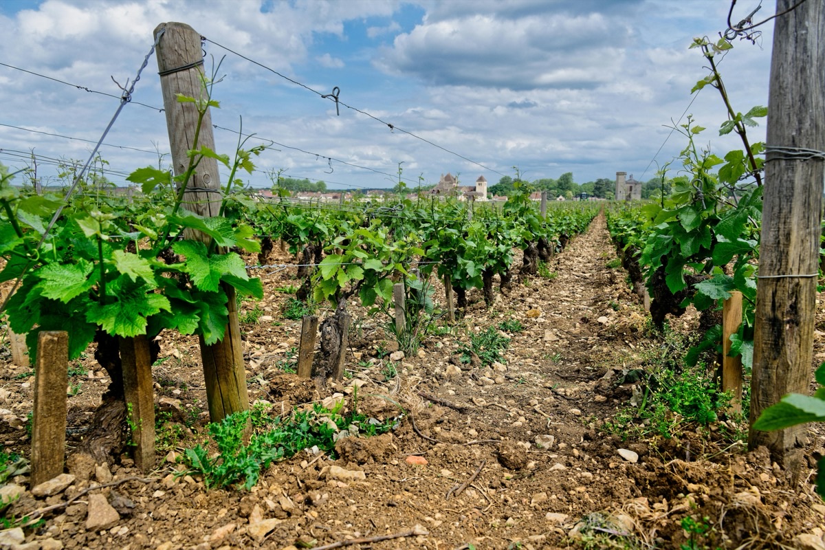 Week-end œnologique : 5 séjours clé en main